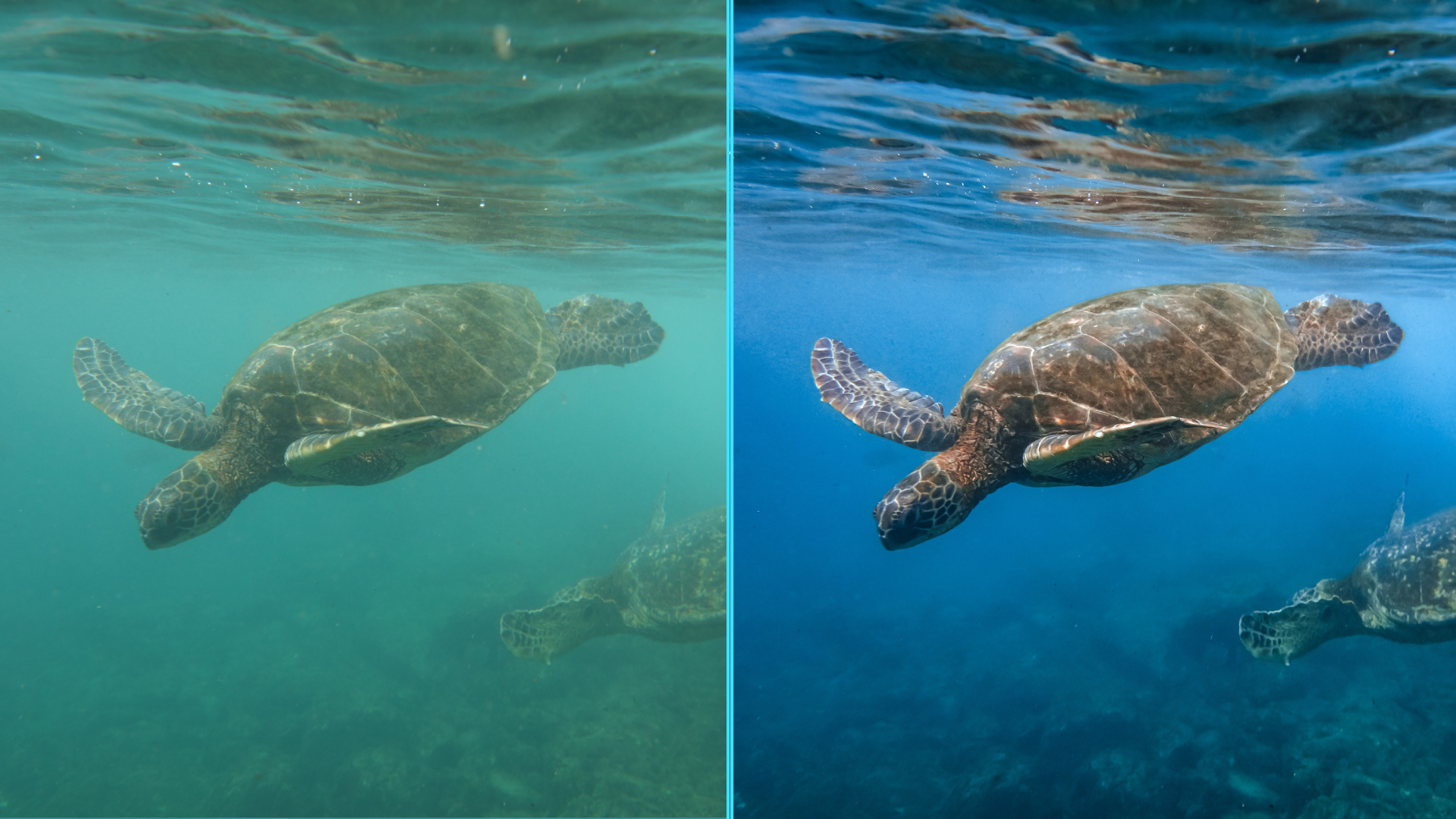 Sea Turtle